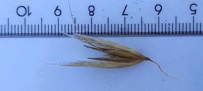 Click for 2 image(s) for this accession. Spikelet